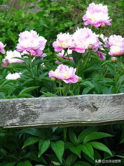 古诗中赞美牡丹的诗句有哪些,我见过雍容华丽的牡丹阅读答案