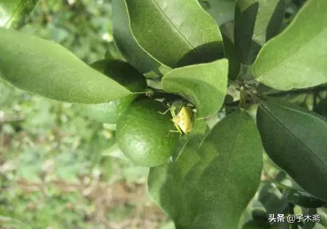 幼果期虫害,防止果树生虫子小妙招
