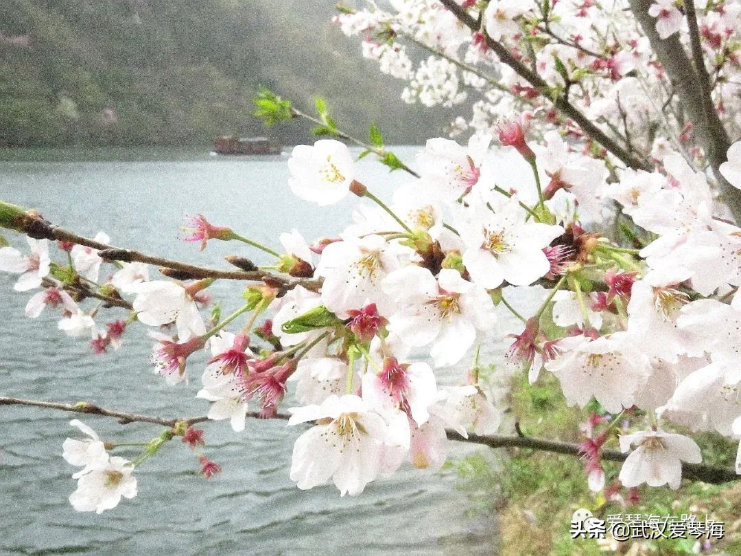清凉寨樱花烂漫,清凉寨野景