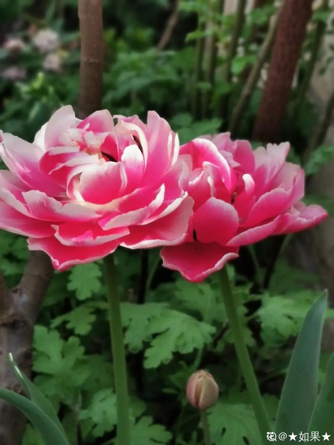 春天开的花有哪些常见又漂亮,十大名花在春天开的有哪些