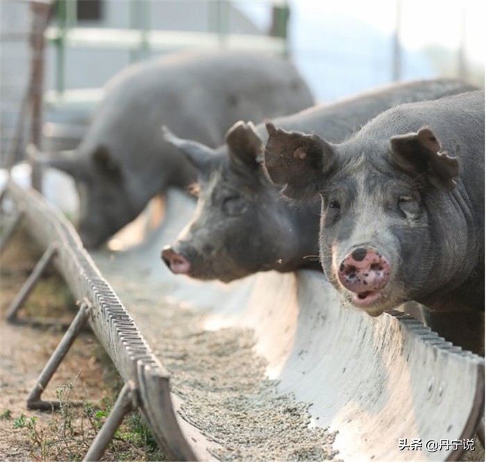 当美国爆发冠状病毒，加州农场主玛丽的繁忙工作和牛仔穿搭