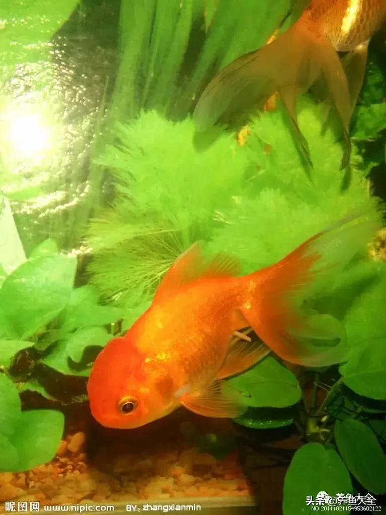 阳台养金鱼会被晒死吗,鱼缸养金鱼为什么总是死