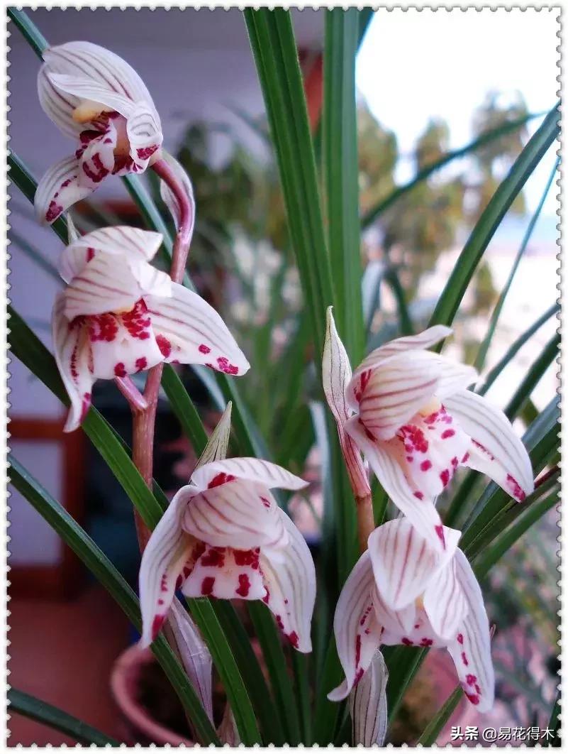 兰花春兰四大名品,兰花十大名品是哪些
