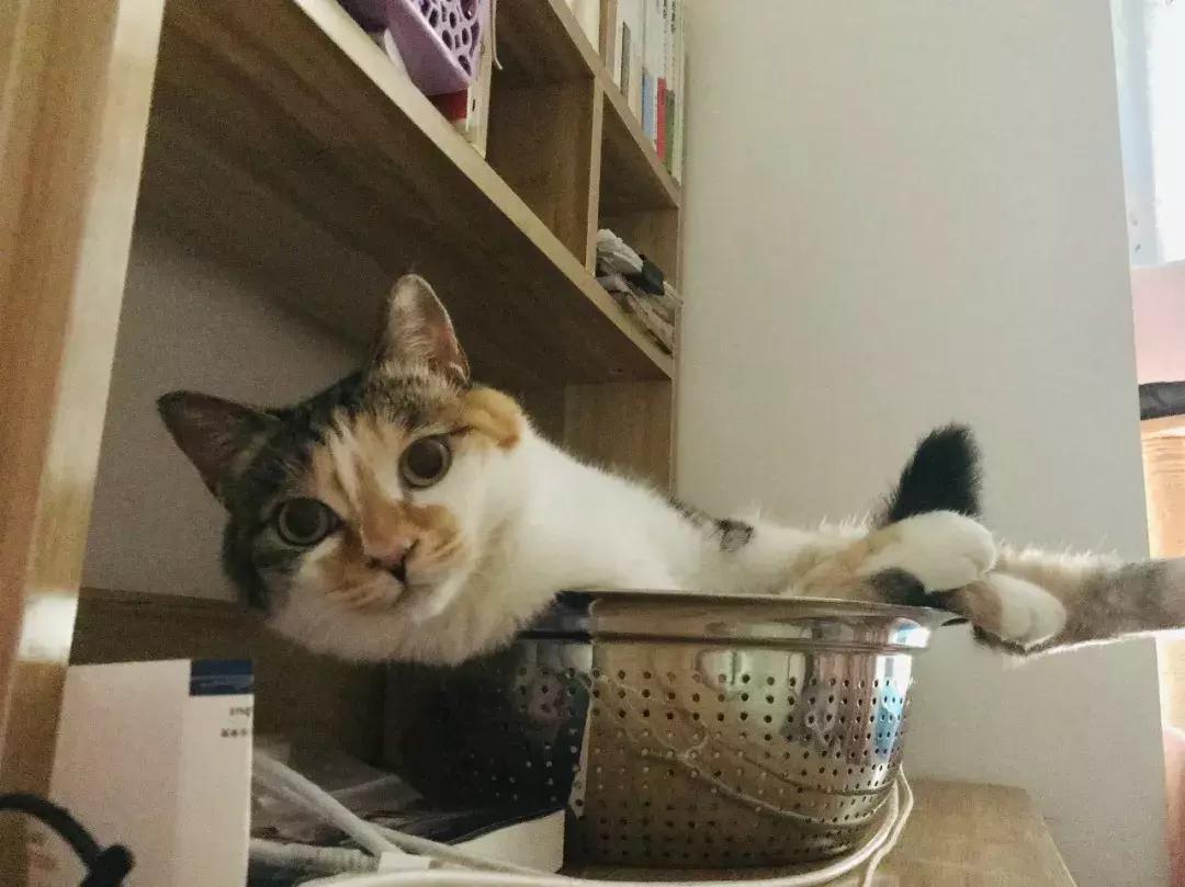 小佩猫窝布偶,小佩猫窝事件