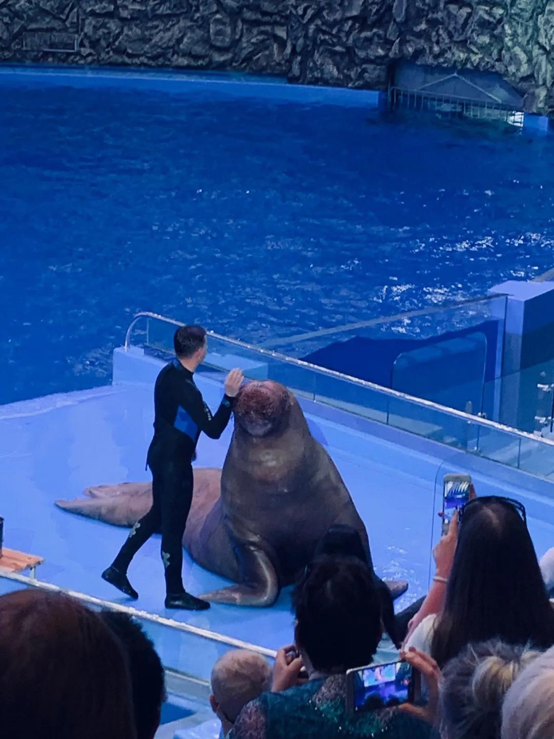 海参崴艺术表演,海参崴歌舞表演与风情表演的区别