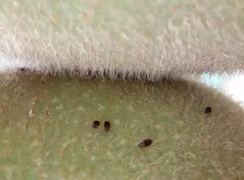 猕猴桃八大虫害图,猕猴桃虫害防治方法