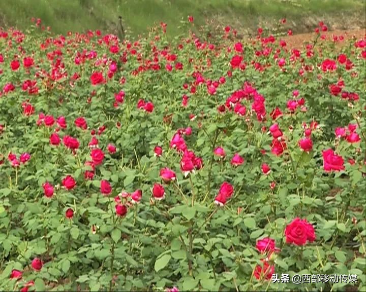 易门县赵红梅图片,易门赵红梅