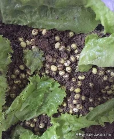 蜗牛是从哪个部位下蛋的,蜗牛竟然是蛋孵出来的你们知道吗