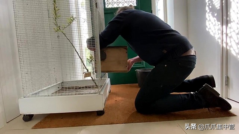 宠物松鼠当妈妈了，好心帮它清理小窝，它却把松鼠宝宝扔了？