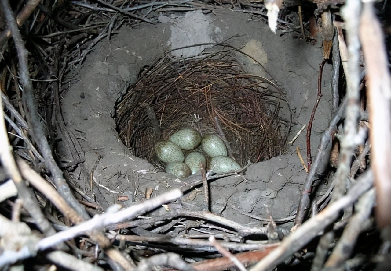 喜鹊窝在冬天为什么不怕下雪,为什么喜鹊窝不能风吹不落