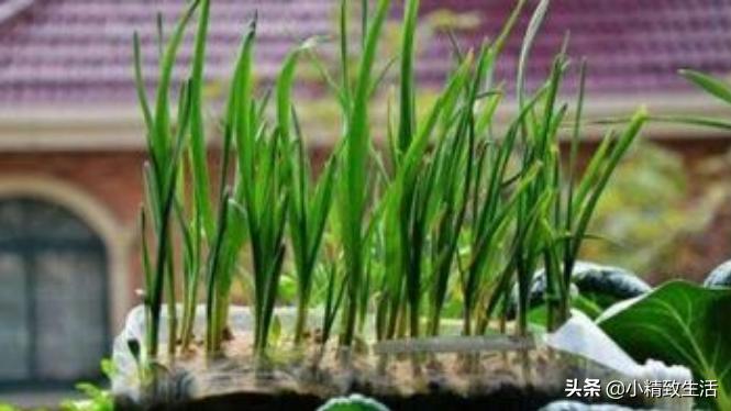 塑料桶里种菜,家庭阳台无土种植蔬菜