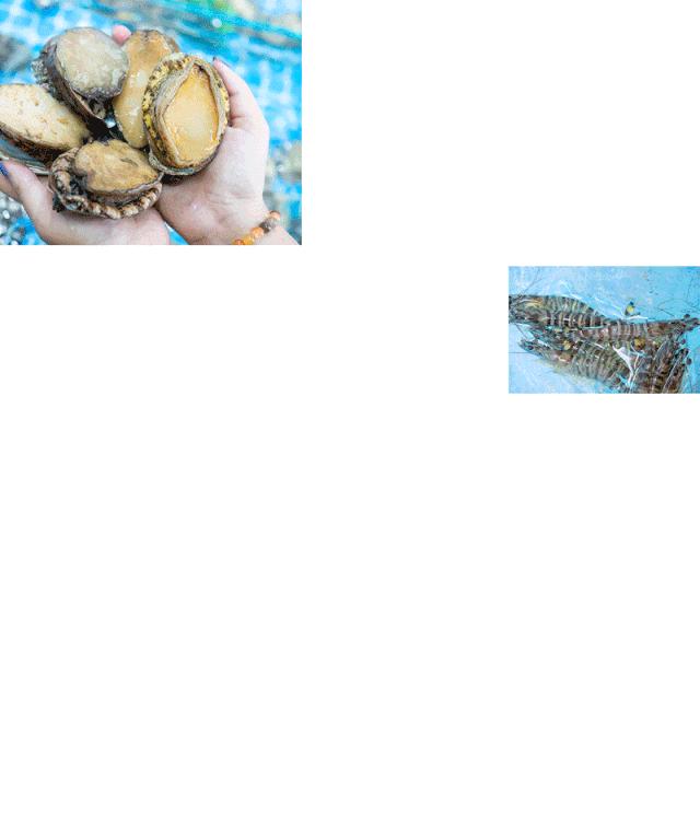 6头鲍鱼1斤多少钱,6头鲍一斤多少钱