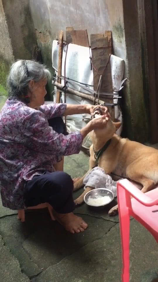 狗不吃饭给狗看视频,奶奶用勺子喂猫吃饭视频