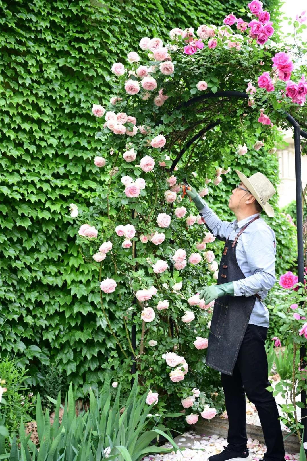 北方一年四季都开花的花园,东北花园四季开花植物