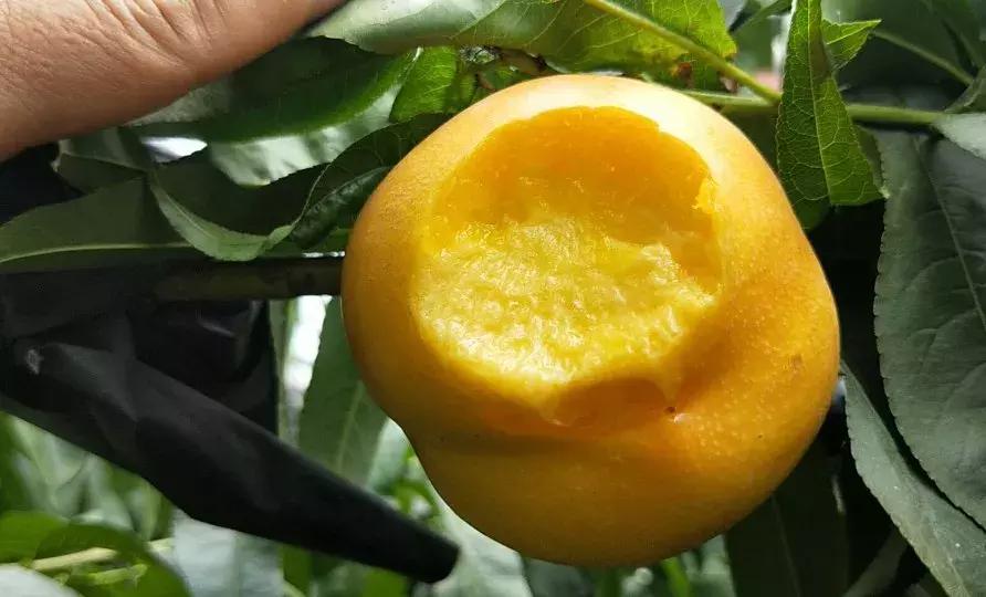 不是仙桃，胜似仙桃！甜、香、鲜的桃界新宠，老人小孩超爱吃