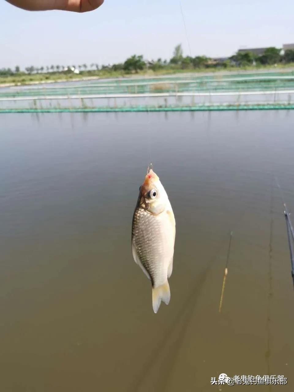 七月野钓罗非鱼,七月高温钓鱼