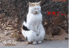 狗冷发抖的表情包,冷到流泪表情包