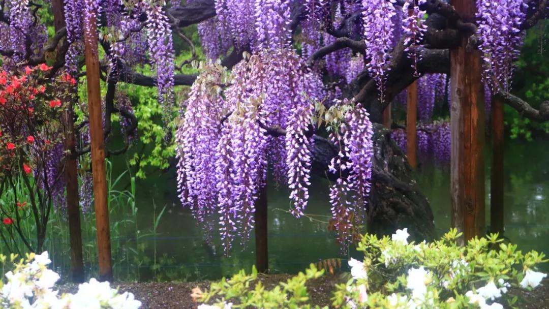 网红古树紫藤花,网红紫藤花