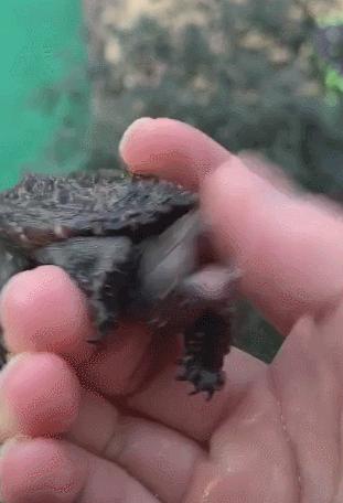 鳄龟一逗它就撅屁股,鳄龟被逗了为什么会翘屁股