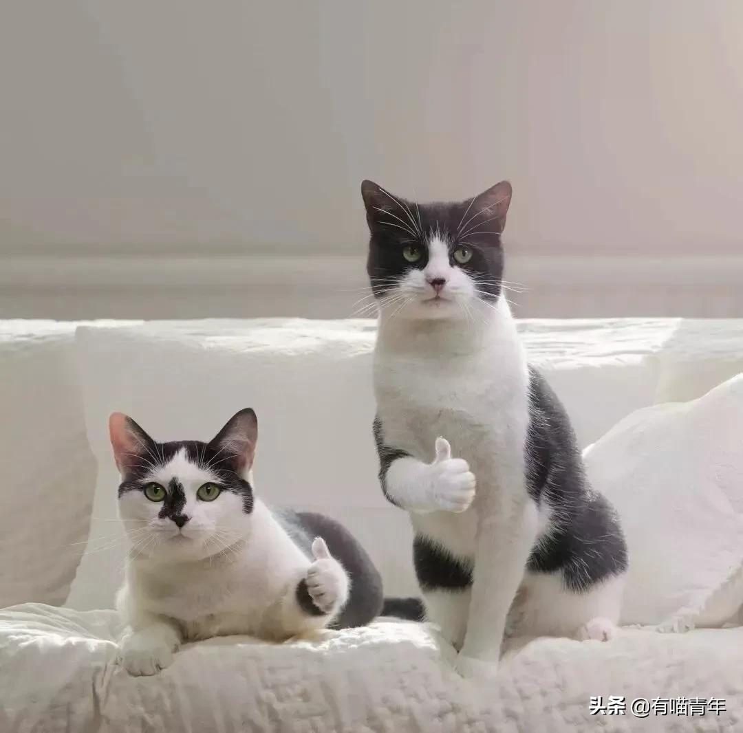 养猫应该如何起名,猫的名字越贱越好养活