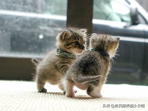 母猫产后如何护理,母猫产后护理