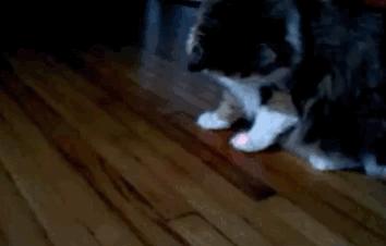 为什么猫咪喜欢抓光点,猫为什么喜欢抓激光笔