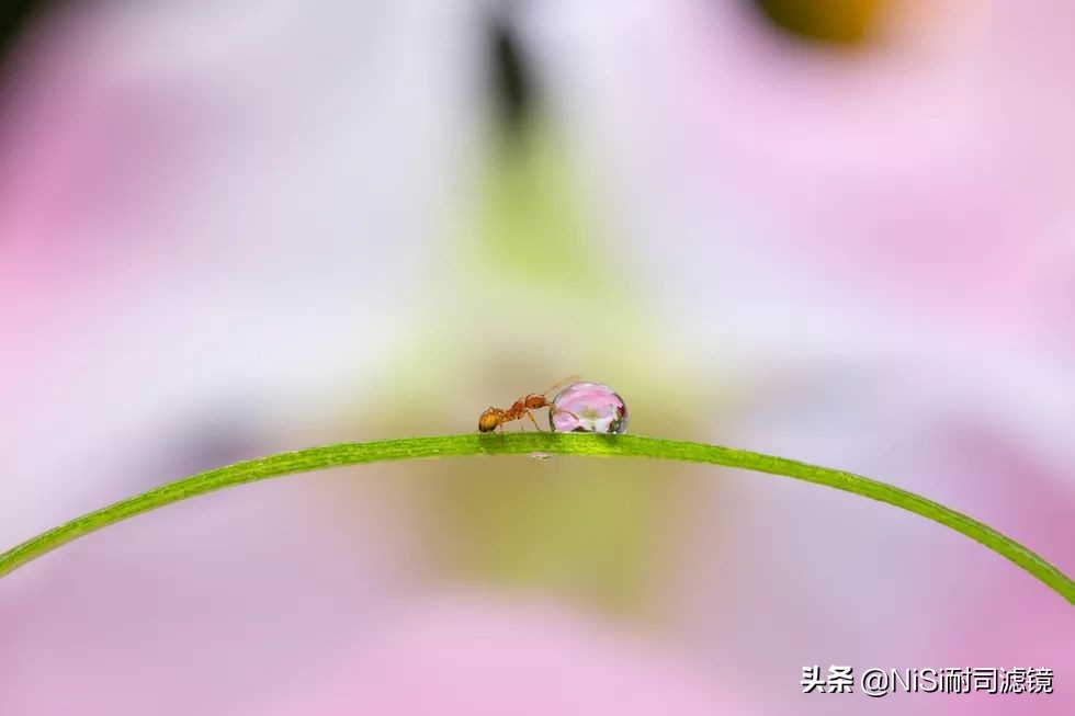 微距蚂蚁喝露水：曝轰动日本的摄影技能