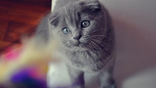 猫咪品种大全及图片与介绍,白色带渐黄短毛猫咪品种大全