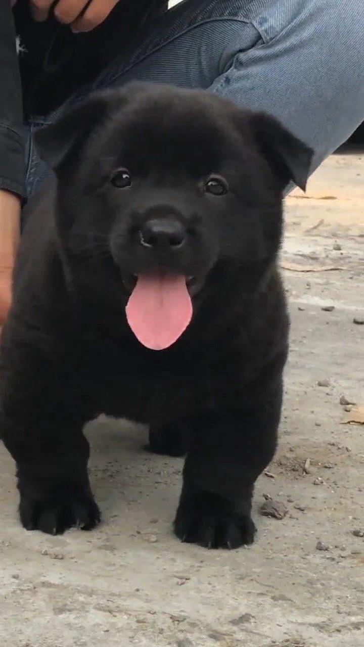 农村喜欢养的土狗,如何养土狗最便宜