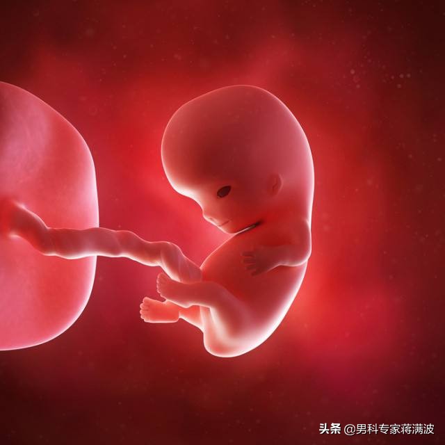 精子尾部畸形率,精子头部畸形率