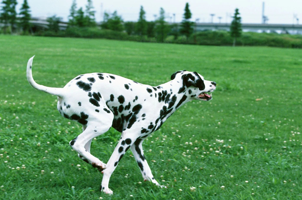 101斑点狗中哪些是亲生的狗狗,101斑点狗中涉及到的狗
