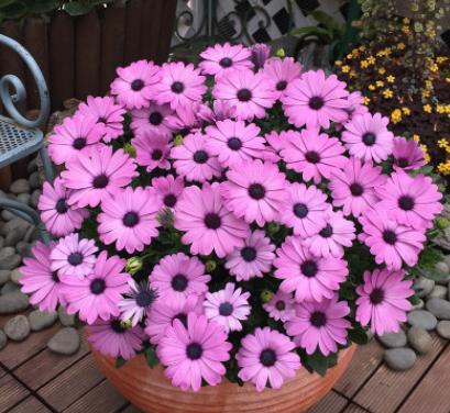 玛格丽特一棵怎么养爆盆,玛格丽特移盆打蔫怎么回事