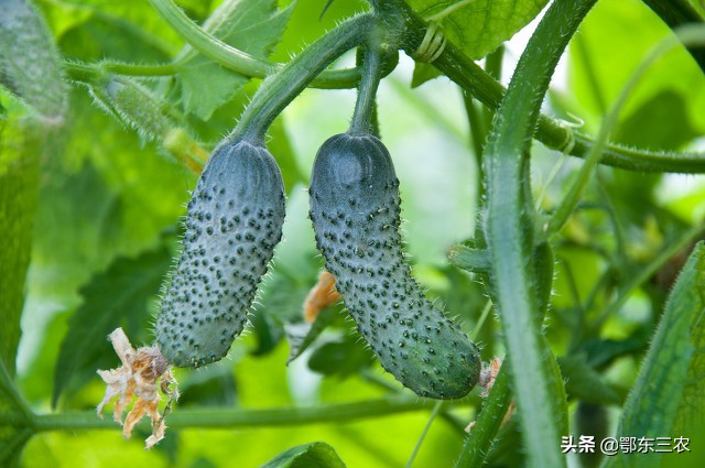 黄瓜和番茄发虫了，能否使用甲氰菊酯防治吗？