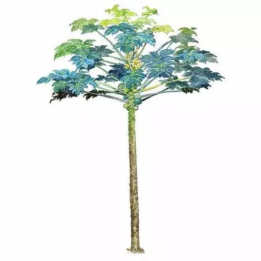 十种不同树叶的画法,五种不同树木的画法简单的