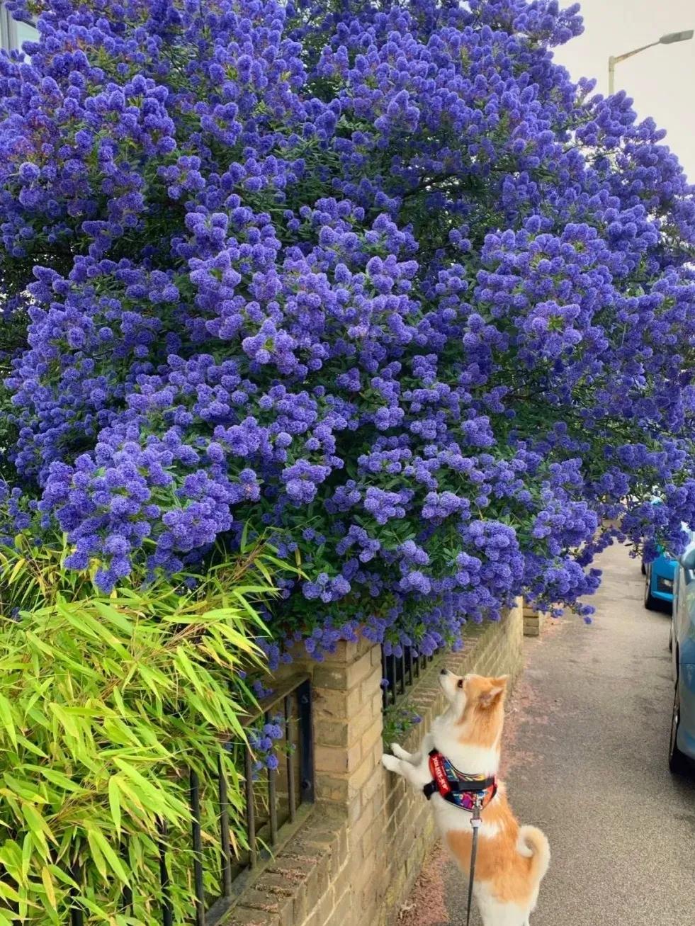 美洲茶寓意是什么,美洲茶蓝色海洋