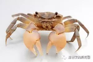 斗米虫到底卖到哪里去了,斗米虫市场前景如何