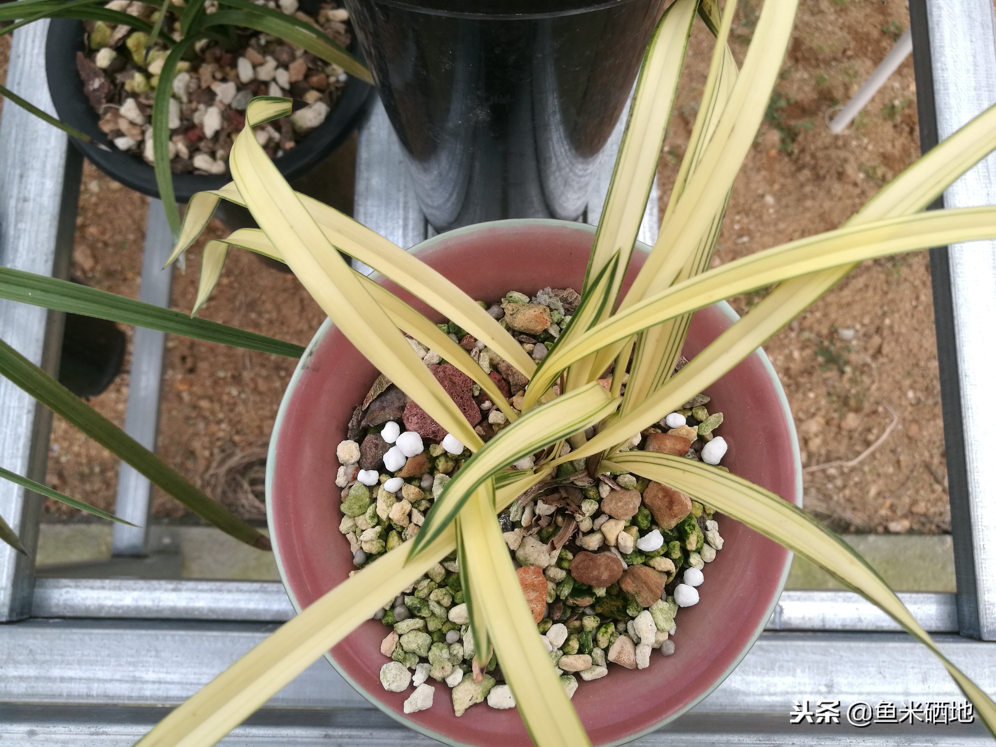 特别贵的兰花品种,价格贵的兰花