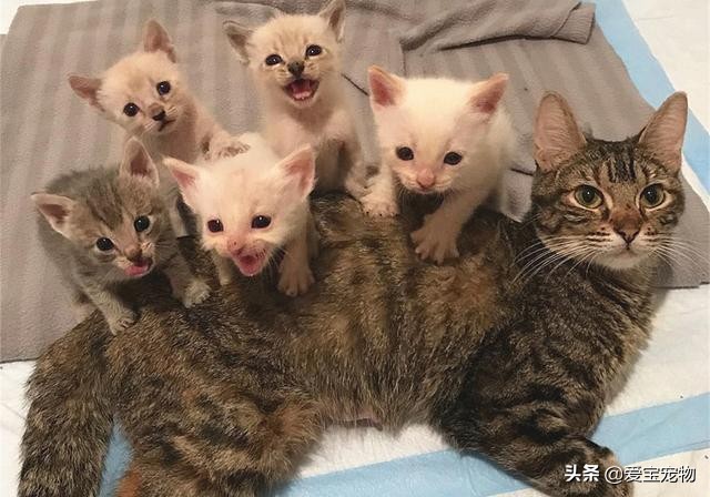 繁育的母猫都怎么处理,母猫产后容易出现的问题