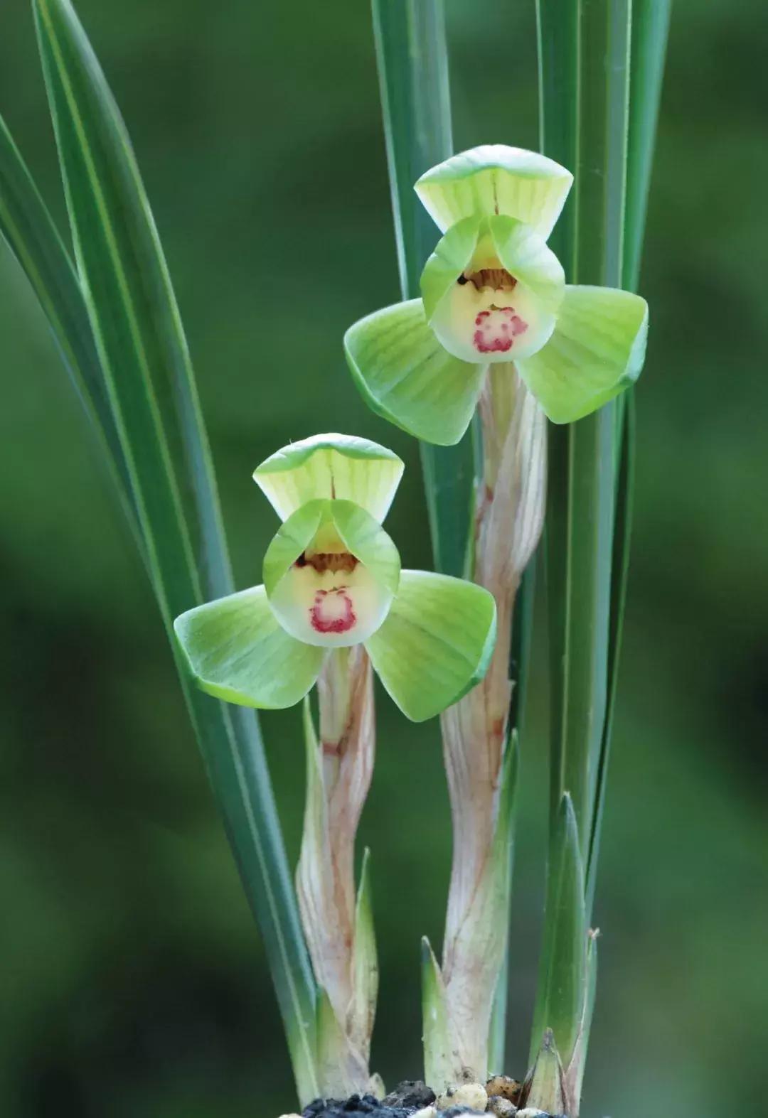 孔子家语芝兰生于深林全文拼音,芝兰生于深林不以无人而不芳翻译