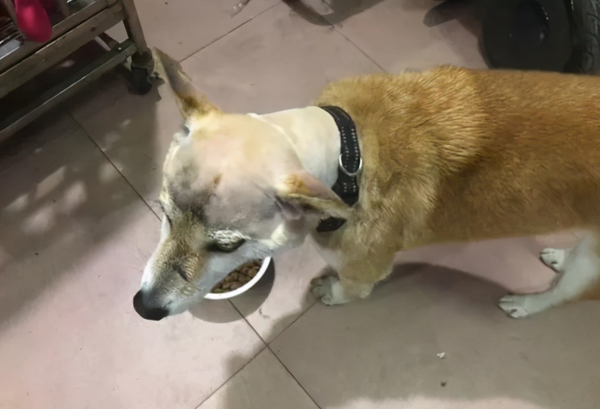 老鼠没抓着，却粘到了宠物狗！拔丝狗头了解一下？