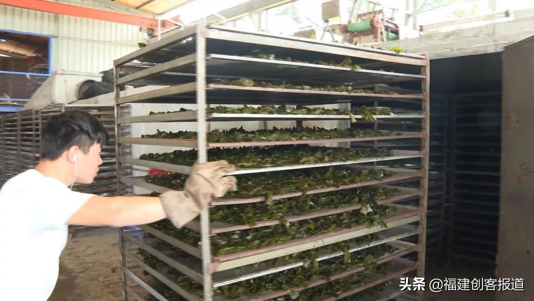 海带采收,海带收割最新视频