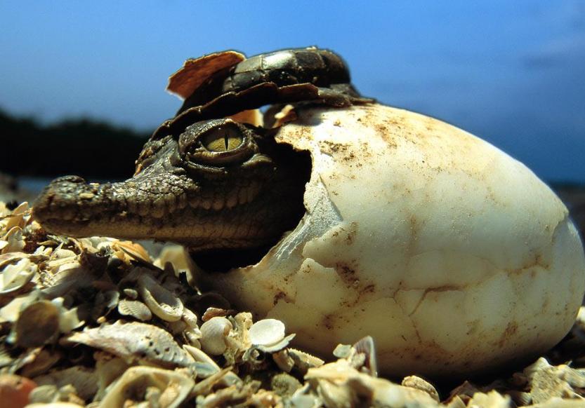 鳄鱼生男生女,鳄鱼生的孩子有多可怕