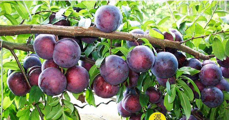 苹果滞销现在怎么样,苹果滞销现状及处理方案