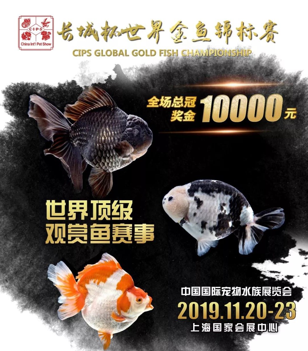 梦里金鱼知多少|〇二狮头Oranda分组（大赛报名开启）