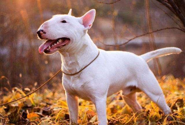 狗狗剖腹产什么时候最佳,狗狗剖腹产什么时间最合适