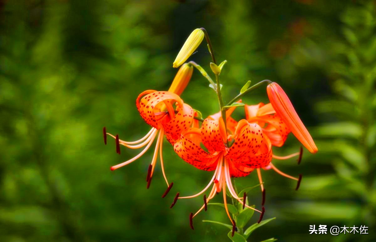 百合花公司简介,百合花简介300字
