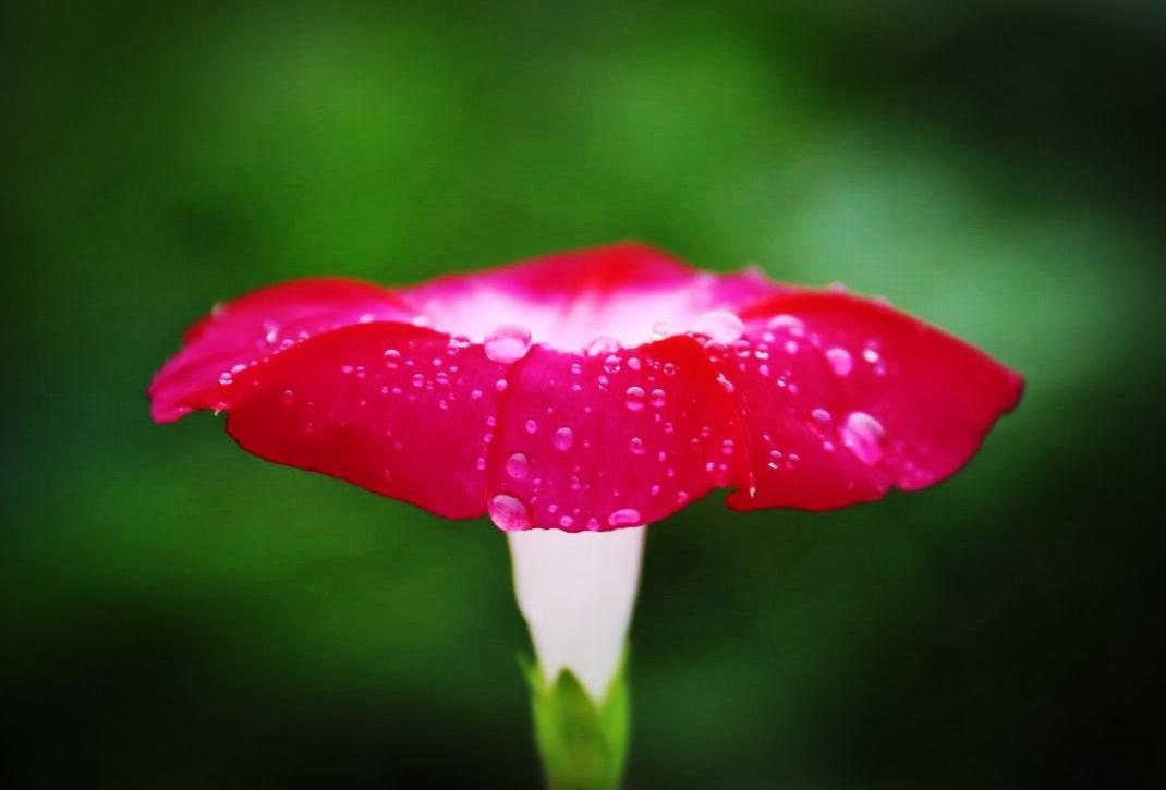 古人咏寒露的诗词,寒露古诗词鉴赏