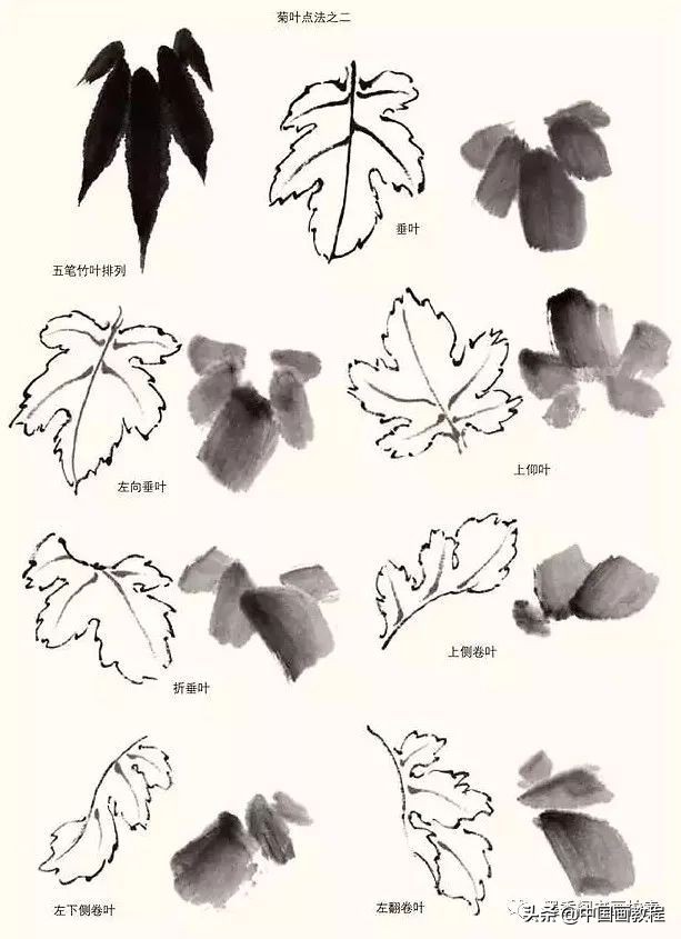 菊花花头花苞画法,菊花花头的画法步骤图片