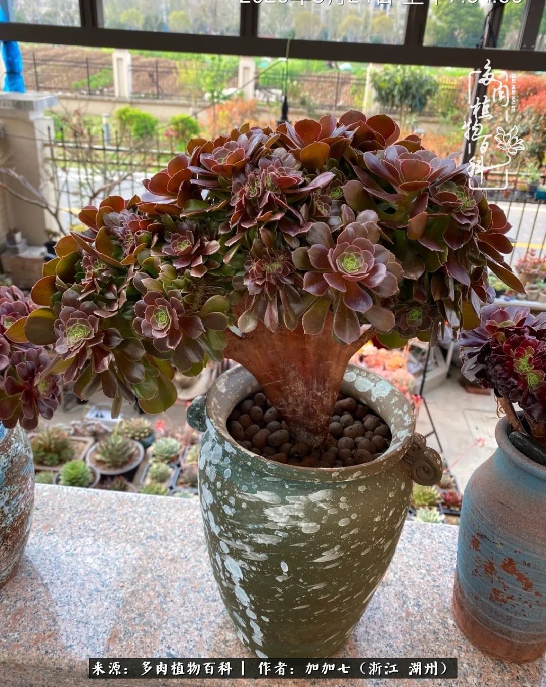 没根的法师夏天怎么养,五法师阵容