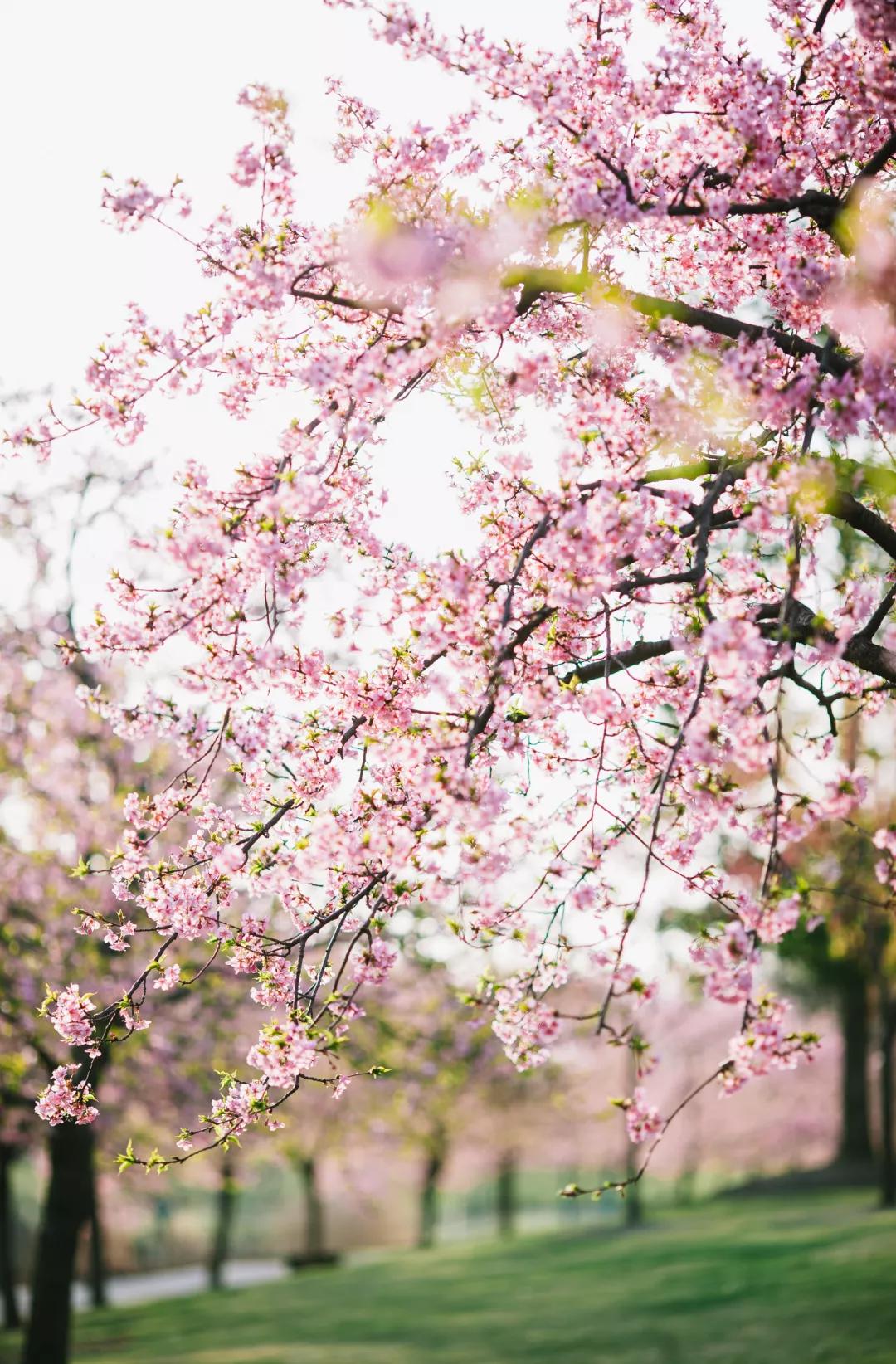 文言文必考的180个实词汇总,120个文言实词解析及历年真题